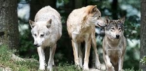 loups du gévaudan